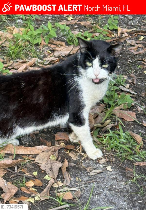 Lost Male Cat last seen Near nw 127st, North Miami, FL 33167