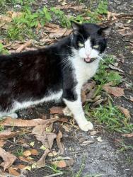 Lost Male Cat last seen Near nw 127st, North Miami, FL 33167