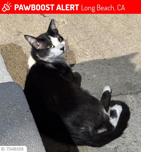 Lost Male Cat last seen He was last seen around Maine and 8th st., Long Beach, CA 90813