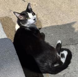 Lost Male Cat last seen He was last seen around Maine and 8th st., Long Beach, CA 90813