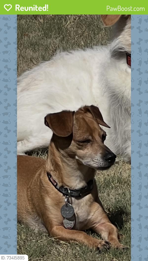 Reunited Male Dog last seen 12th Street and Union Hills, Phoenix, AZ 85024