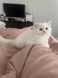 Lost Female Cat last seen High Ridge Road, Stamford, CT 06903