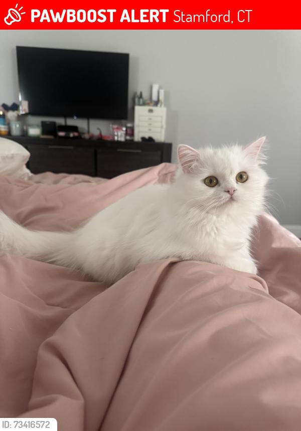 Lost Female Cat last seen High Ridge Road, Stamford, CT 06903