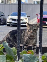 Reunited Unknown Cat last seen 19th St / 6th Ave, Oakland, CA 94606