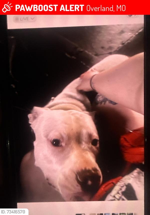 Lost Male Dog last seen Bryant ave, Overland, MO 63114