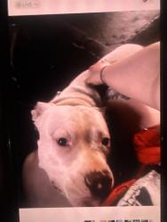 Lost Male Dog last seen Bryant ave, Overland, MO 63114