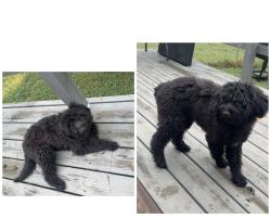 Found/Stray Female Dog last seen Welcome ave, Welcome, SC 29611