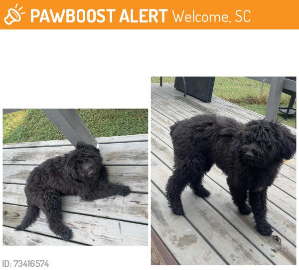 Found/Stray Female Dog last seen Welcome ave, Welcome, SC 29611