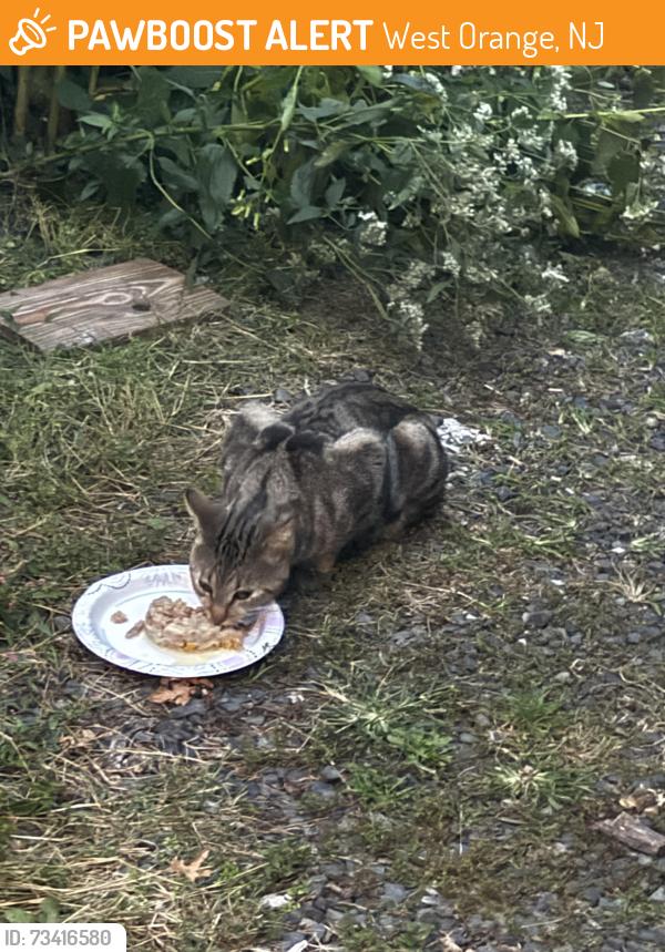 Found/Stray Unknown Cat last seen Mount pleasant, West Orange, NJ 07052