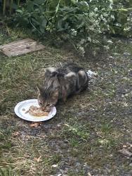 Found/Stray Unknown Cat last seen Mount pleasant, West Orange, NJ 07052