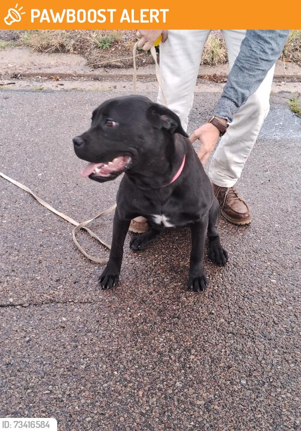 Found/Stray Female Dog last seen Michigan Ave and Kenwood Cir, Colorado Springs, CO 80910