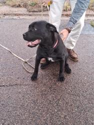 Found/Stray Female Dog last seen Michigan Ave and Kenwood Cir, Colorado Springs, CO 80910