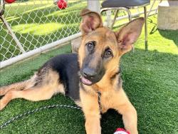 Shelter Stray Male Dog last seen , 957 N Gaffey St, San Pedro, CA 90731, USA