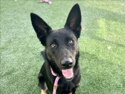 Shelter Stray Female Dog last seen , 957 N Gaffey St, San Pedro, CA 90731, USA