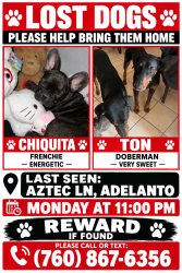 Lost Male Dog last seen Aztec Ln and hermosa rd, Adelanto, CA 92301