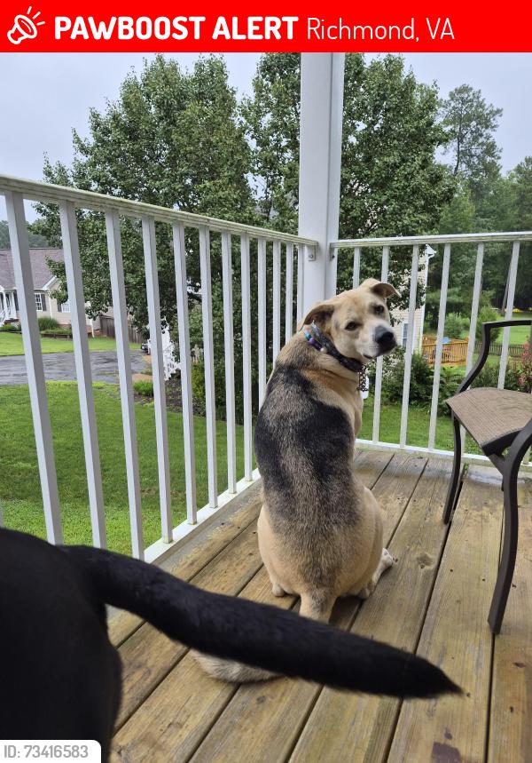 Lost Female Dog last seen Centrailia Rd., Richmond, VA 23237
