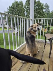 Lost Female Dog last seen Centrailia Rd., Richmond, VA 23237