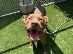 Shelter Stray Male Dog last seen , 1850 W 60th St, Los Angeles, CA 90047, USA