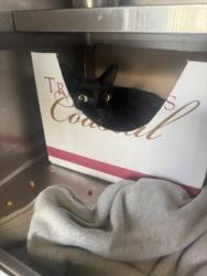 Shelter Stray Female Cat last seen , 1850 W 60th St, Los Angeles, CA 90047, USA