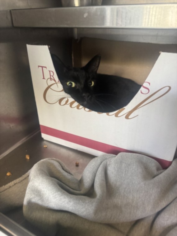 Shelter Stray Female Cat last seen , 1850 W 60th St, Los Angeles, CA 90047, USA