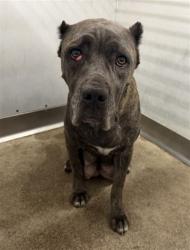 Shelter Stray Female Dog last seen Near BLOCK W SUNRISE DR, 333 Chandler Pl, San Bernardino, CA 92408, USA