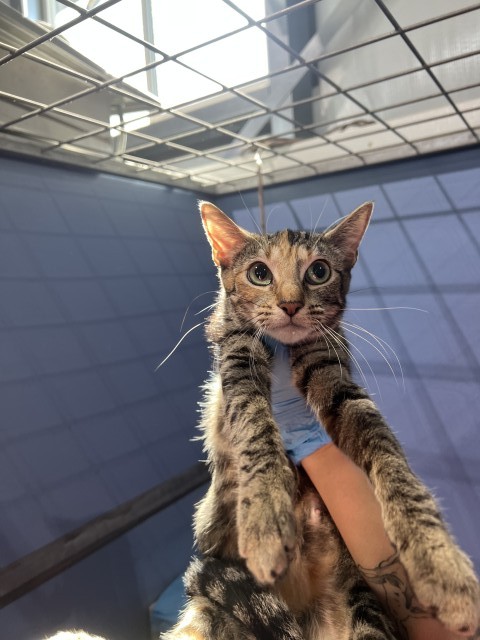 Shelter Stray Female Cat last seen DEL ROSA AND DATE, 333 Chandler Pl, San Bernardino, CA 92408, USA