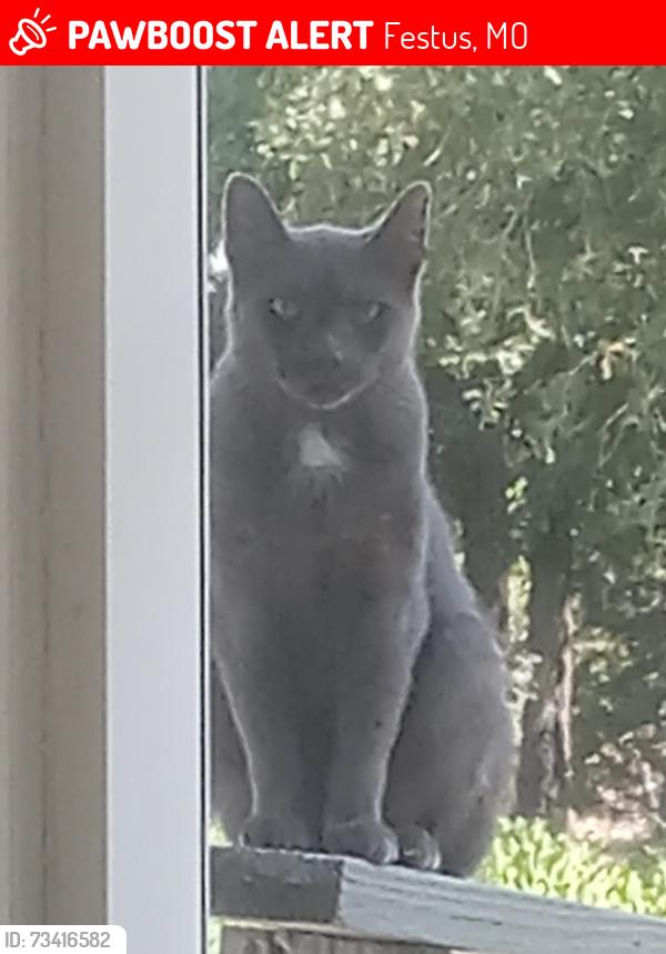 Lost Male Cat last seen --, Festus, MO 63028