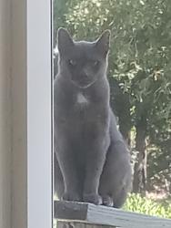 Lost Male Cat last seen --, Festus, MO 63028