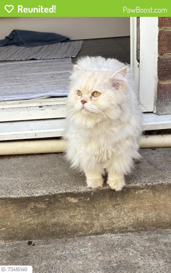 Reunited Male Cat last seen Tintern Gardens, Greater London, England N14 6HN