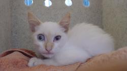 Shelter Stray Male Cat last seen , 11258 Garfield Ave, Downey, CA 90242, USA