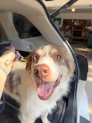 Found/Stray Female Dog last seen Near Blue building with Plumbing sign, Wise County, TX 76023