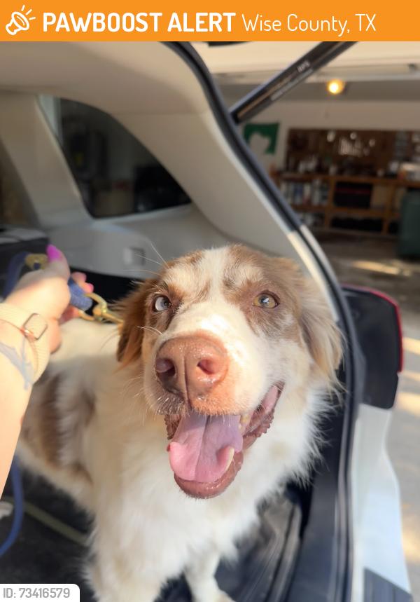 Found/Stray Female Dog last seen Near Blue building with Plumbing sign, Wise County, TX 76023