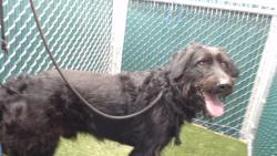 Shelter Stray Male Dog last seen , 11258 Garfield Ave, Downey, CA 90242, USA