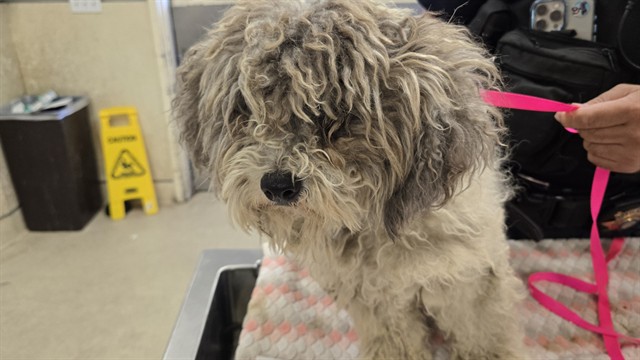 Shelter Stray Male Dog last seen Near BLOCK HUNTER ST, JURUPA VALLEY, CA, 6851 Van Buren Boulevard, Jurupa Valley, CA 92509, USA
