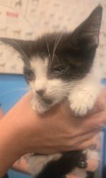 Shelter Stray Male Cat last seen QUEENSBURY DR BAKERSFIELD, 201 S Mt Vernon Ave, Bakersfield, CA 93307, USA