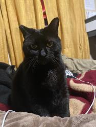 Reunited Female Cat last seen Lincoln and Holister, Carmichael, CA 95608