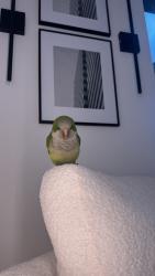 Found/Stray Unknown Bird last seen Hallandale, Hallandale Beach, FL 33009