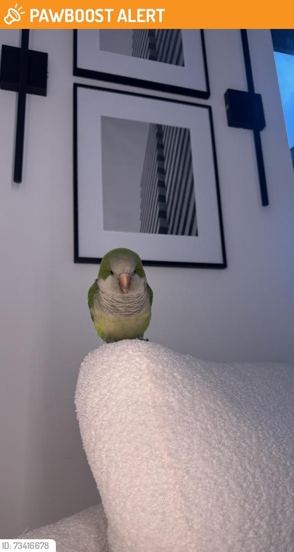 Found/Stray Unknown Bird last seen Hallandale, Hallandale Beach, FL 33009
