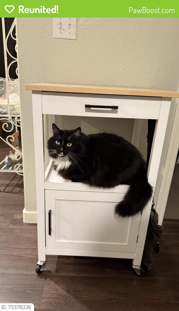 Reunited Male Cat last seen Basking Ridge off Bernal Rd., San Jose, CA 95138