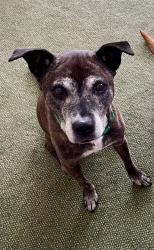 Lost Female Dog last seen Jackson Drive Washington Acres Apollo, Apollo, PA 15613