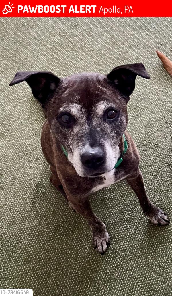 Lost Female Dog last seen Jackson Drive Washington Acres Apollo, Apollo, PA 15613