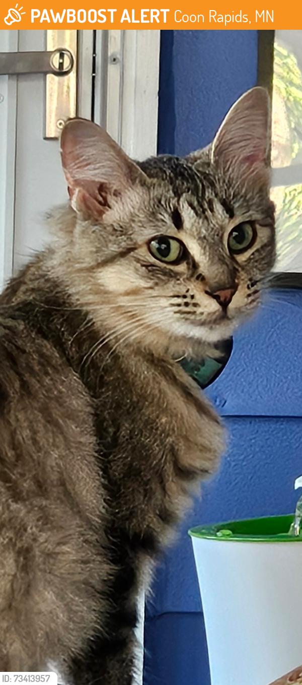 Found/Stray Female Cat last seen Riverview Pl & Crooked Lake Blvd, Coon Rapids, MN 55433