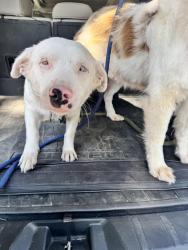 Found/Stray Female Dog last seen Near Blue Building with Plumbing Signage, Wise County, TX 76023