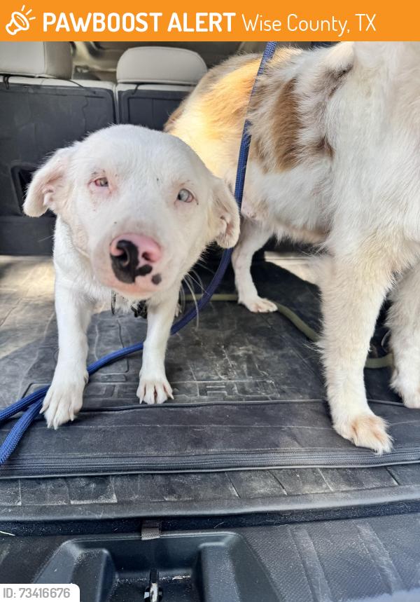 Found/Stray Female Dog last seen Near Blue Building with Plumbing Signage, Wise County, TX 76023