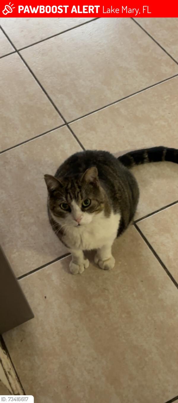 Lost Male Cat last seen Main Rx, Lake Mary, FL 32746