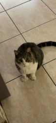 Lost Male Cat last seen Main Rx, Lake Mary, FL 32746