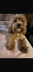 Lost Female Dog last seen Tweedy Missouri, South Gate, CA 90280