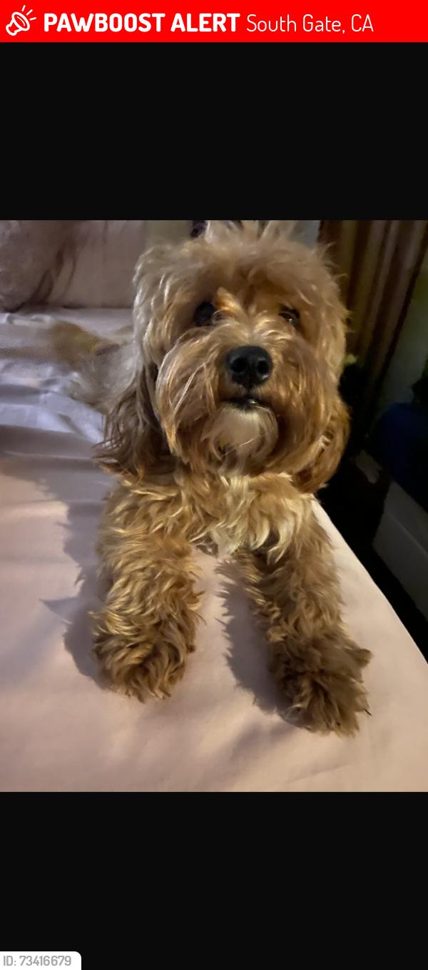 Lost Female Dog last seen Tweedy Missouri, South Gate, CA 90280