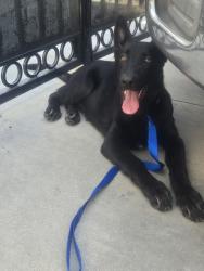 Found/Stray Male Dog last seen Olympic and gerheart, East Los Angeles, CA 90022