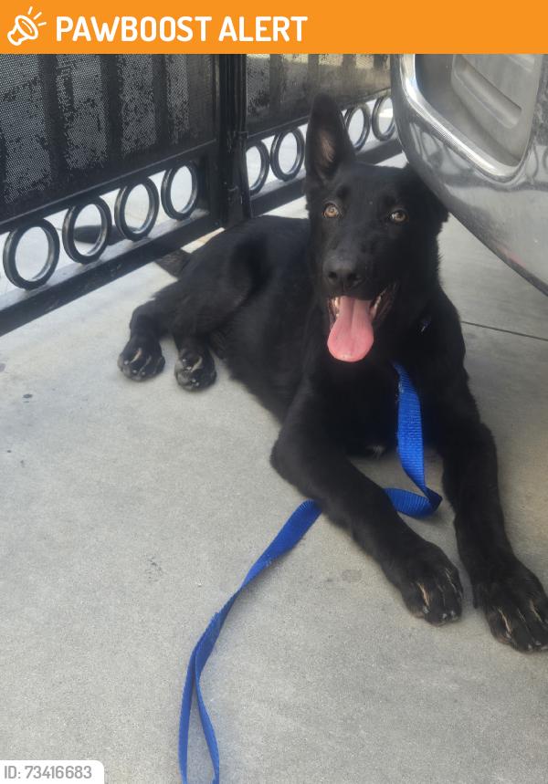 Found/Stray Male Dog last seen Olympic and gerheart, East Los Angeles, CA 90022